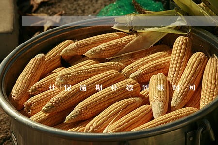 社保逾期补缴到账时间 社保逾期补缴到账时间