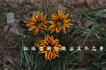 社保逾期补缴后显示欠费 社保逾期补缴后显示欠费