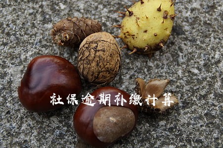 社保逾期补缴计算 社保逾期补缴计算