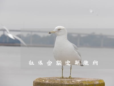 社保金额逾期缴纳 社保金额逾期缴纳