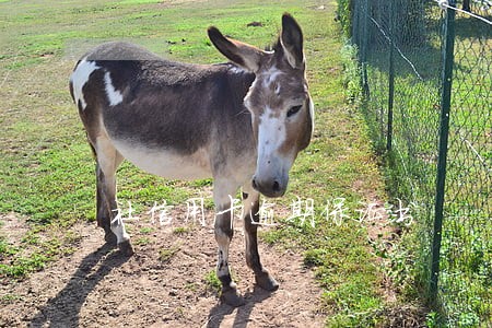 社信用卡逾期保证书 社信用卡逾期保证书