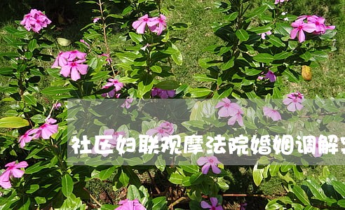 社区妇联观摩法院婚姻调解案