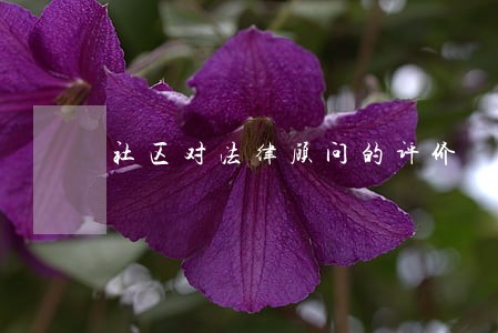 社区对法律顾问的评价 社区对法律顾问的评价