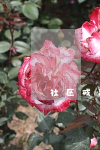 社区戒毒逾期一周报道