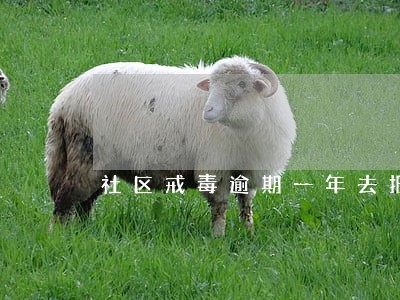 社区戒毒逾期一年去报到