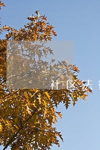社区法律顾问助理 社区法律顾问助理