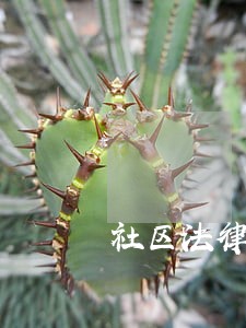 社区法律顾问收费吗 社区法律顾问收费吗