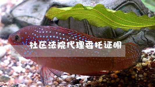 社区法院代理委托证明