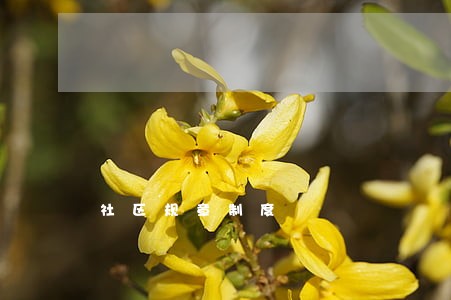 社区规章制度 社区规章制度
