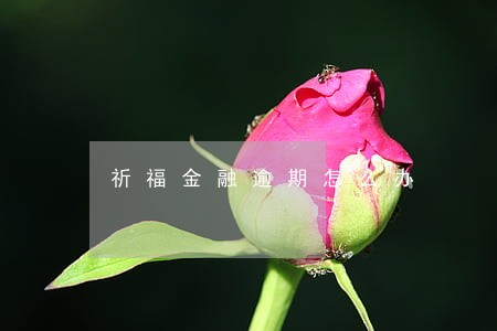 祈福金融逾期怎么办 祈福金融逾期怎么办