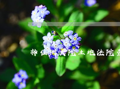 神仙树大院土地法院查封 神仙树大院土地法院查封