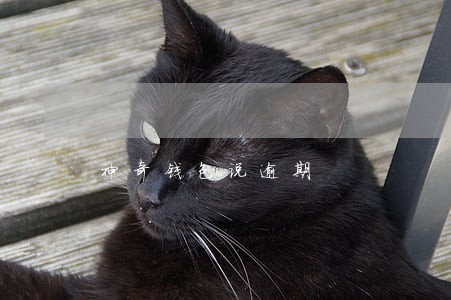 神奇钱包说逾期 神奇钱包说逾期