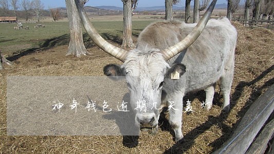 神奇钱包逾期几天轰炸