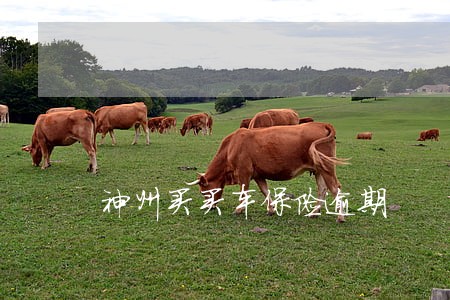 神州买买车保险逾期 神州买买车保险逾期