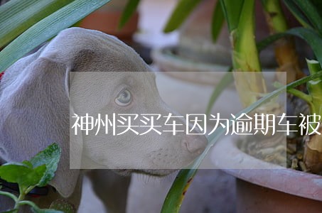 神州买买车因为逾期车被开走了 神州买买车因为逾期车被开走了