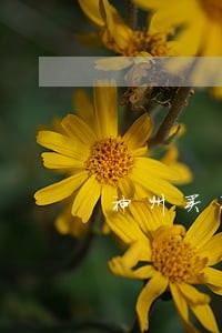 神州买买车要是逾期 神州买买车要是逾期