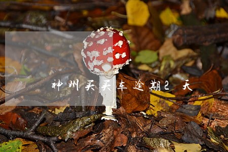 神州买买车逾期2天 神州买买车逾期2天