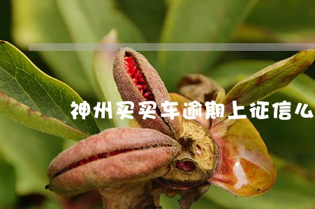 神州买买车逾期上征信么 神州买买车逾期上征信么