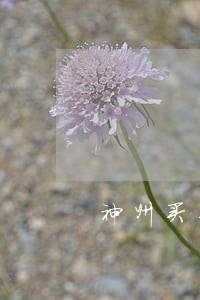 神州买买车逾期上征信吗 神州买买车逾期上征信吗