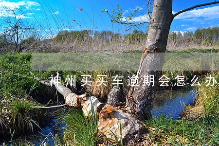 神州买买车逾期会怎么办 神州买买车逾期会怎么办