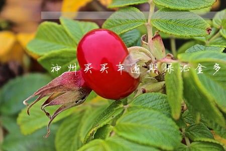 神州买买车逾期保证金多少 神州买买车逾期保证金多少
