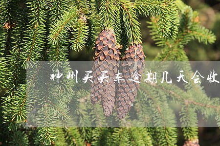 神州买买车逾期几天会收车 神州买买车逾期几天会收车