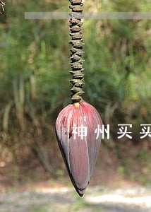 神州买买车逾期多久扣车 神州买买车逾期多久扣车