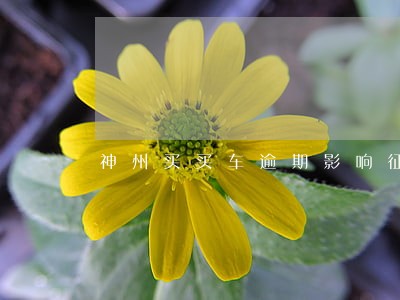 神州买买车逾期影响征信 神州买买车逾期影响征信