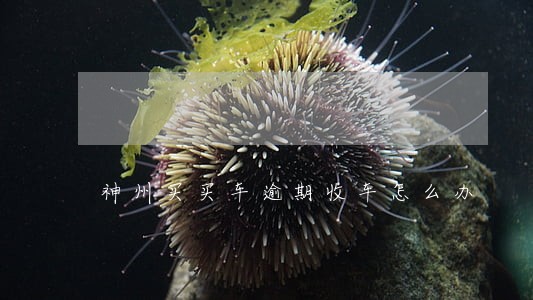 神州买买车逾期收车怎么办 神州买买车逾期收车怎么办