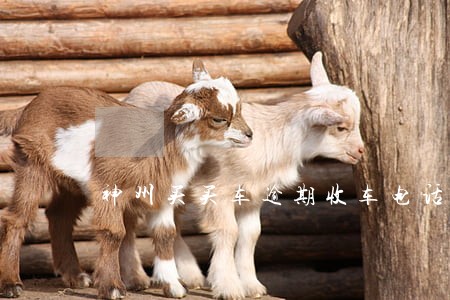 神州买买车逾期收车电话 神州买买车逾期收车电话