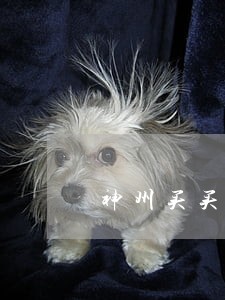 神州买买车逾期收车纠纷 神州买买车逾期收车纠纷