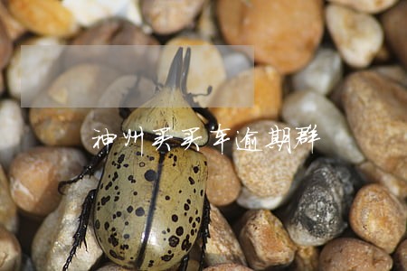 神州买买车逾期群 神州买买车逾期群