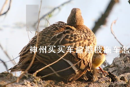 神州买买车逾期被拖车怎么办 神州买买车逾期被拖车怎么办