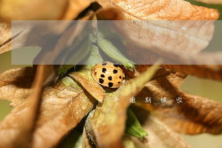 神州买买车逾期被收了 神州买买车逾期被收了