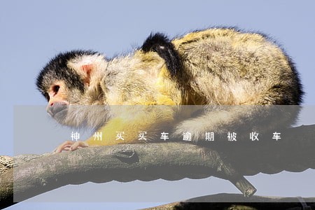 神州买买车逾期被收车 神州买买车逾期被收车