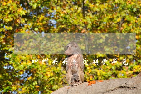 神州买买车逾期费减免 神州买买车逾期费减免