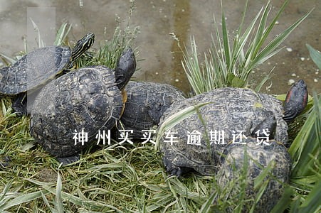神州买买车逾期还贷 神州买买车逾期还贷