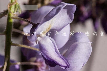 神州买卖车逾期了违约金多少钱 神州买卖车逾期了违约金多少钱