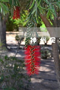 神州买车逾期了怎么办 神州买车逾期了怎么办