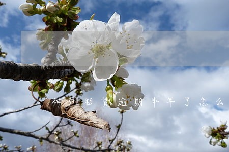 神州租赁逾期半年了怎么办 神州租赁逾期半年了怎么办