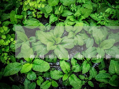 神州租车信用卡有逾期 神州租车信用卡有逾期