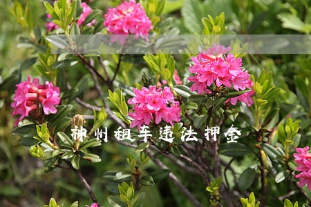 神州租车违法押金 神州租车违法押金