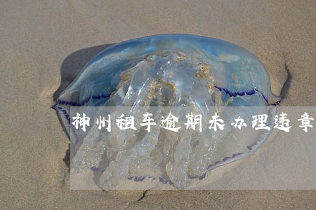 神州租车逾期未办理违章 神州租车逾期未办理违章