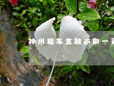 神州租车金融逾期一天怎么办