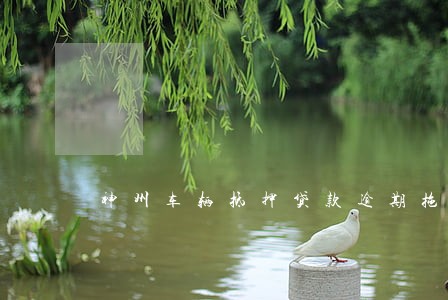 神州车辆抵押贷款逾期拖车费