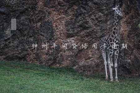 神州车闪贷信用卡逾期 神州车闪贷信用卡逾期