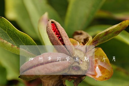 神州车闪贷逾期一个月