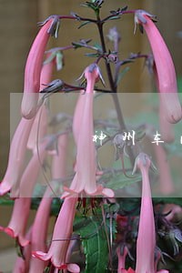 神州车闪贷逾期上征信吗 神州车闪贷逾期上征信吗