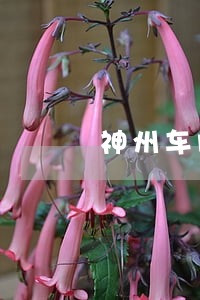 神州车闪贷逾期不还案例 神州车闪贷逾期不还案例