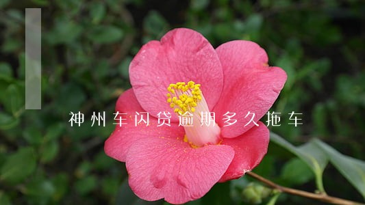 神州车闪贷逾期多久拖车 神州车闪贷逾期多久拖车
